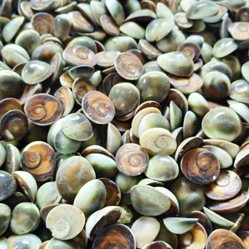 Gomti Chakra Seashell