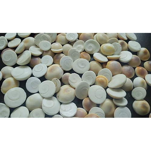 White Gomti Chakra Seashell - 0.5 Inch Oval Shape White Color | Factory Made Design Ideal for Modern Home Decor and Meditation