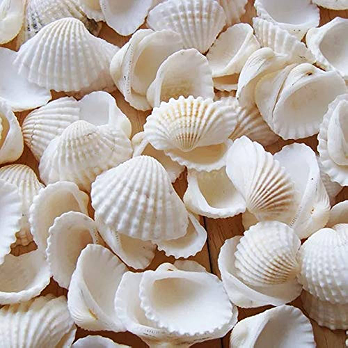 Kor Kor Sippy Seashells - BPA-Free Plastic, 0.5 Inch, White Glazed Finish | Modern Indoor Design, Leak-Proof, Dishwasher Safe Sippy Cup