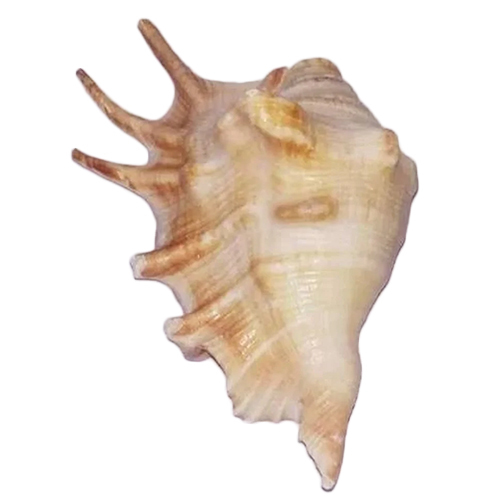 Panchmukhi Conch Shell Shankh - Feature: Water Resistance
