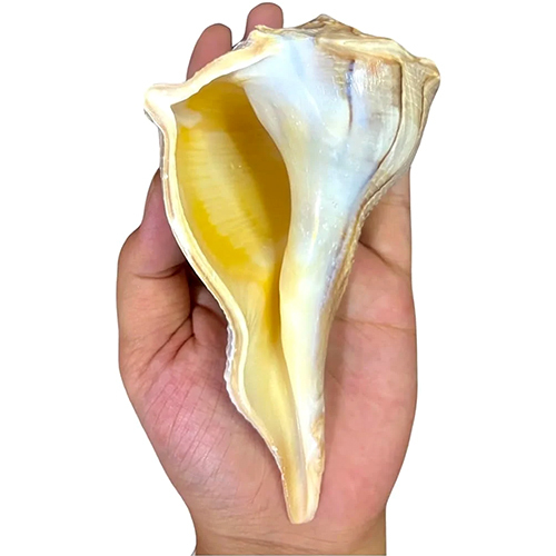 Ganesh Conch Shell Shankh - Artificial Conch Shell, Polished Finish, Water-Resistant | Elegant Hinduism Decorative Piece for Home & Puja