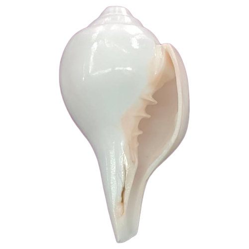 9 Inch Natural Shankh - Artificial Material, 9 Inch Size | Water-Resistant, Polished Finish, Indian Regional Style for Home & Office DÃ©cor