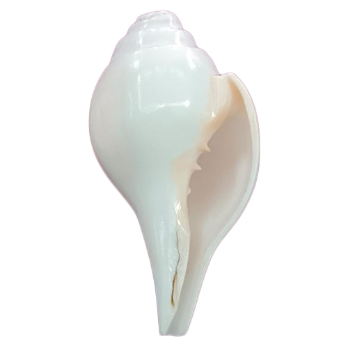 8 Inch Natural Shankh - Artificial Material, 8 Inch Size | Water Resistant, Polished Finish, Indian Regional Style, Musical Instrument