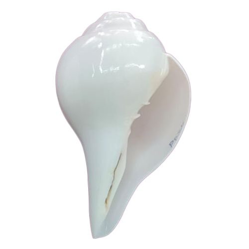 7 Inch Natural Shankh - Polished Artificial Finish | Water-Resistant, Spiritual Hinduism-Themed Decor