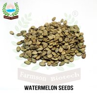 F1 watermelon seeds FB-Akkay F1 Hybrid