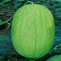 F1 watermelon seeds FB-Akkay F1 Hybrid