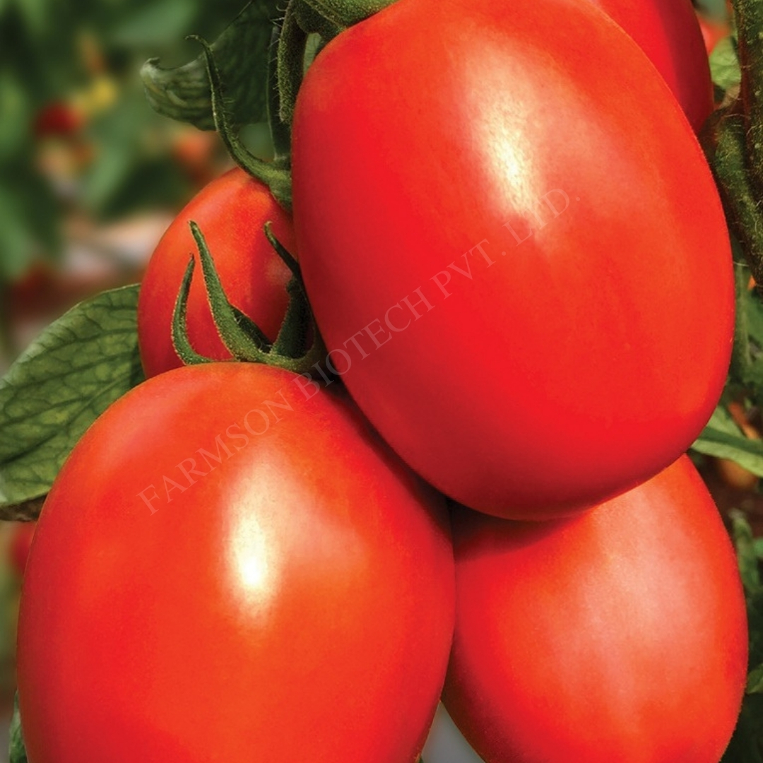 Master king tomato seeds FB-King Hybrid F1