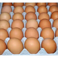 Kadaknath Chicken Egg