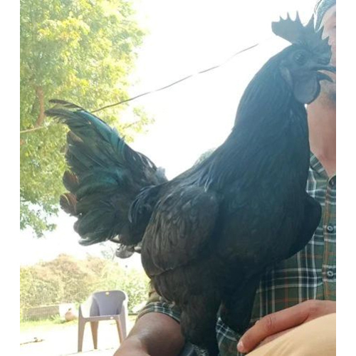 Black Kadaknath Chicken - Color: As Per Availability