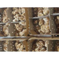 Rhode Island Red Chicks