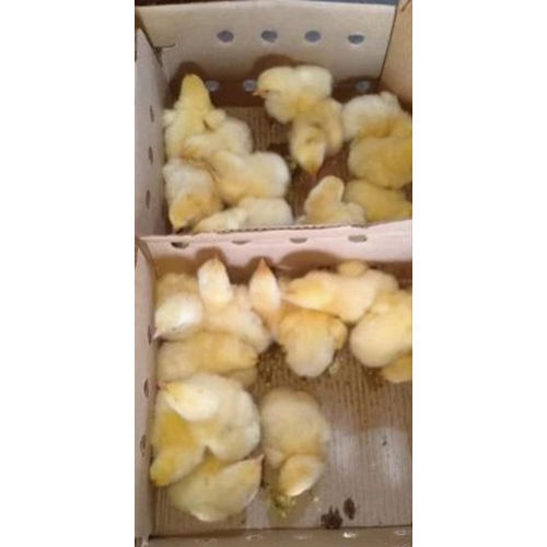 Poultry Farm Chicks - Color: As Per Availability