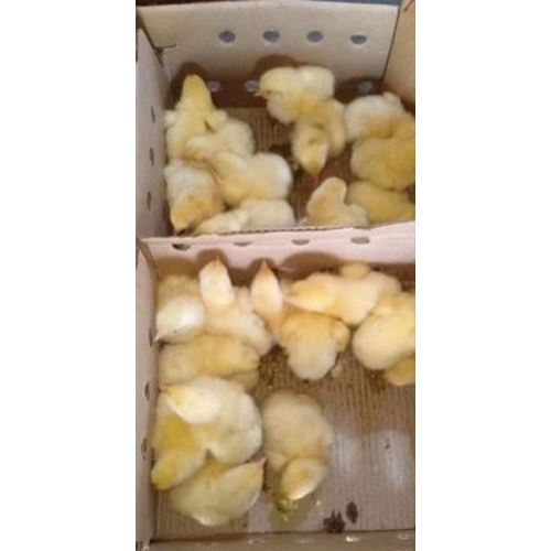 Poultry Farm Chicks - Color: As Per Availability