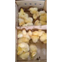Poultry Farm Chicks