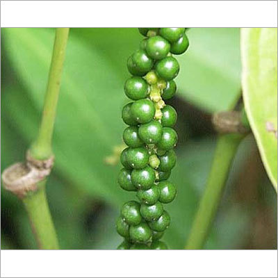 ताज़े काली मिर्च