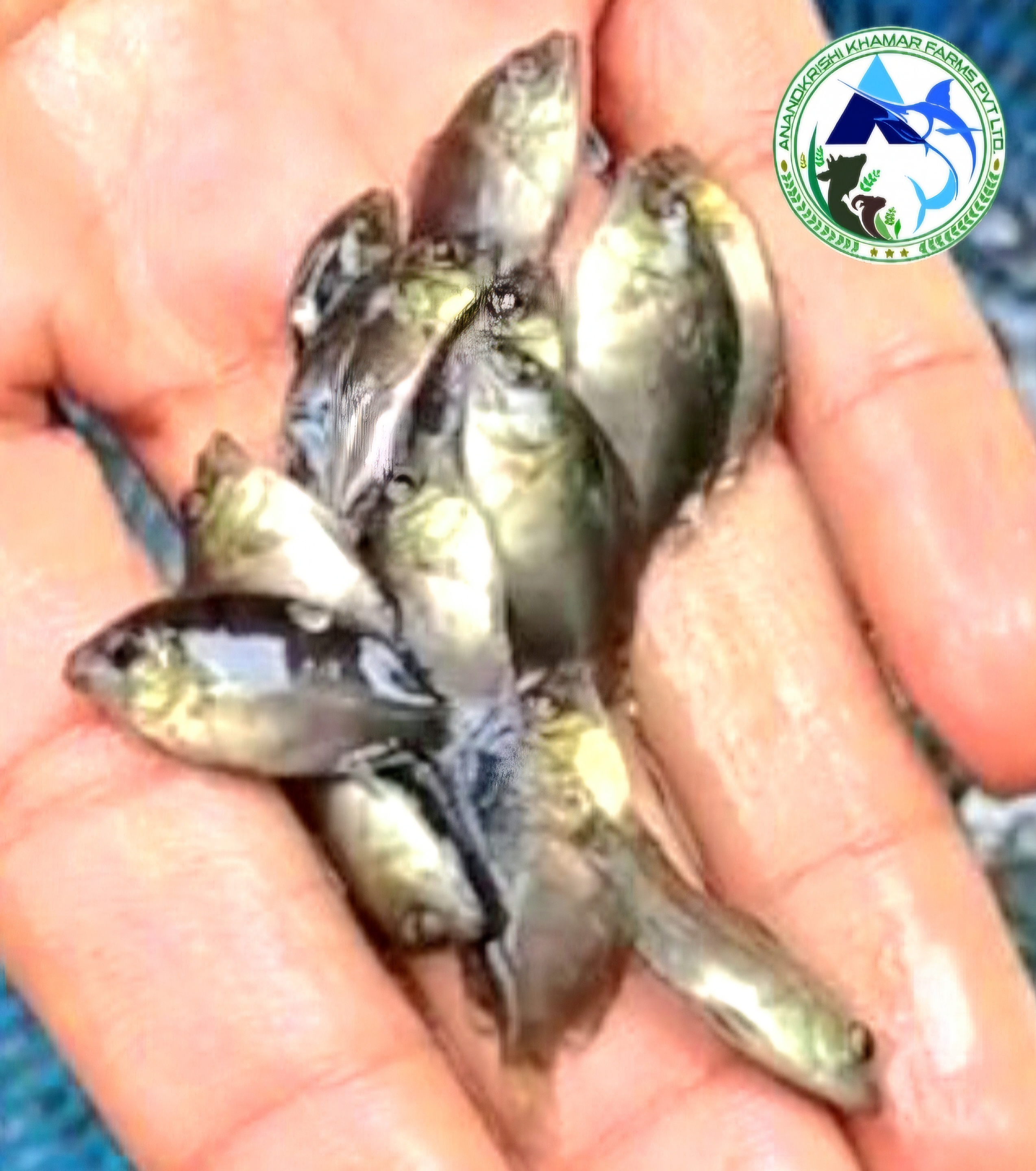 Pearl Spot Karimeen Fish Seeds