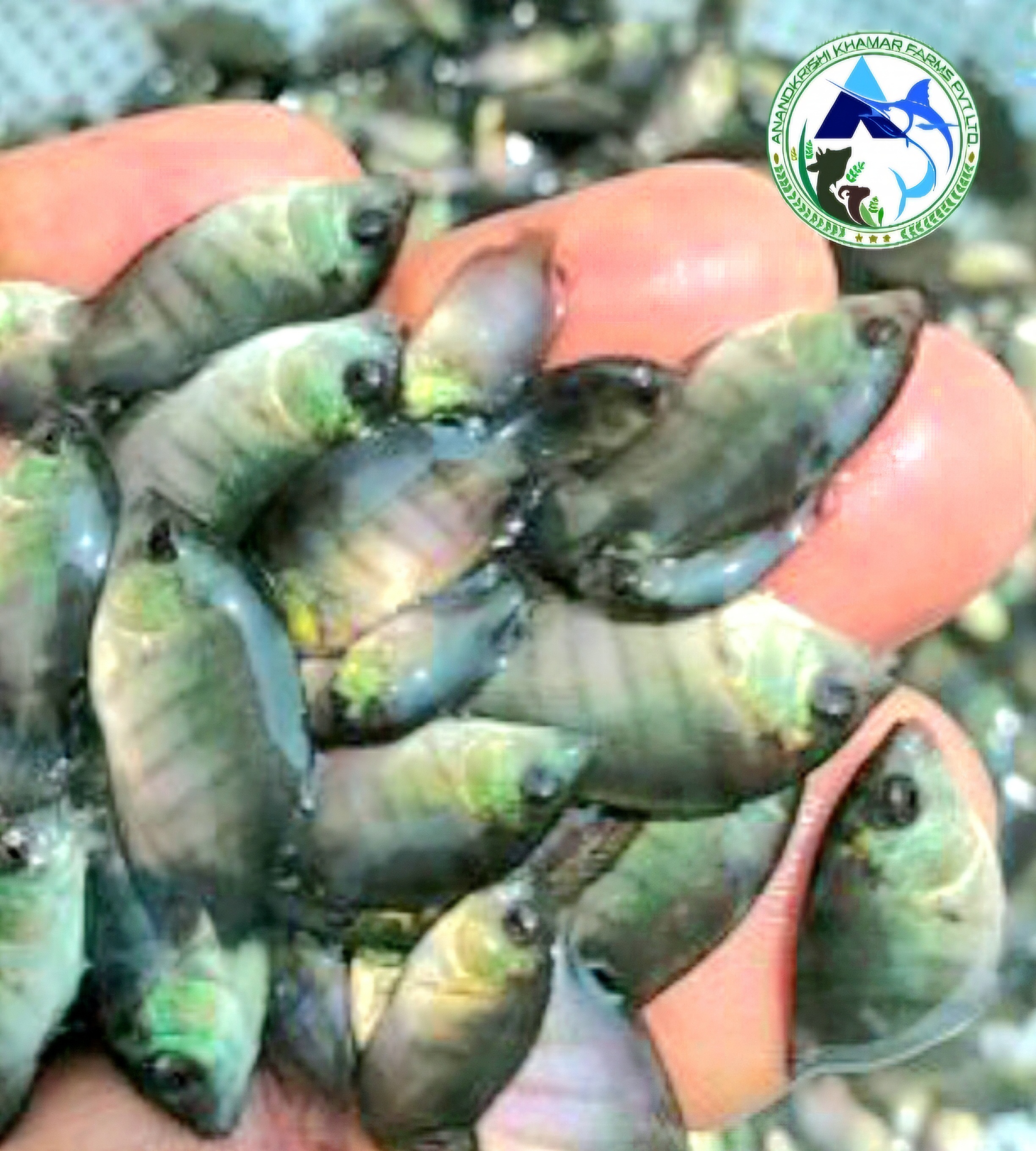 Pearl Spot Karimeen Fish Seeds