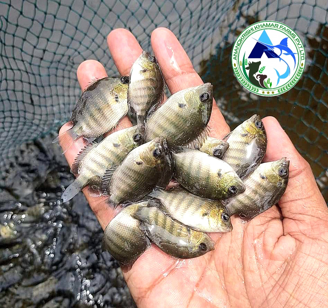 Pearl Spot Karimeen Fish Seeds