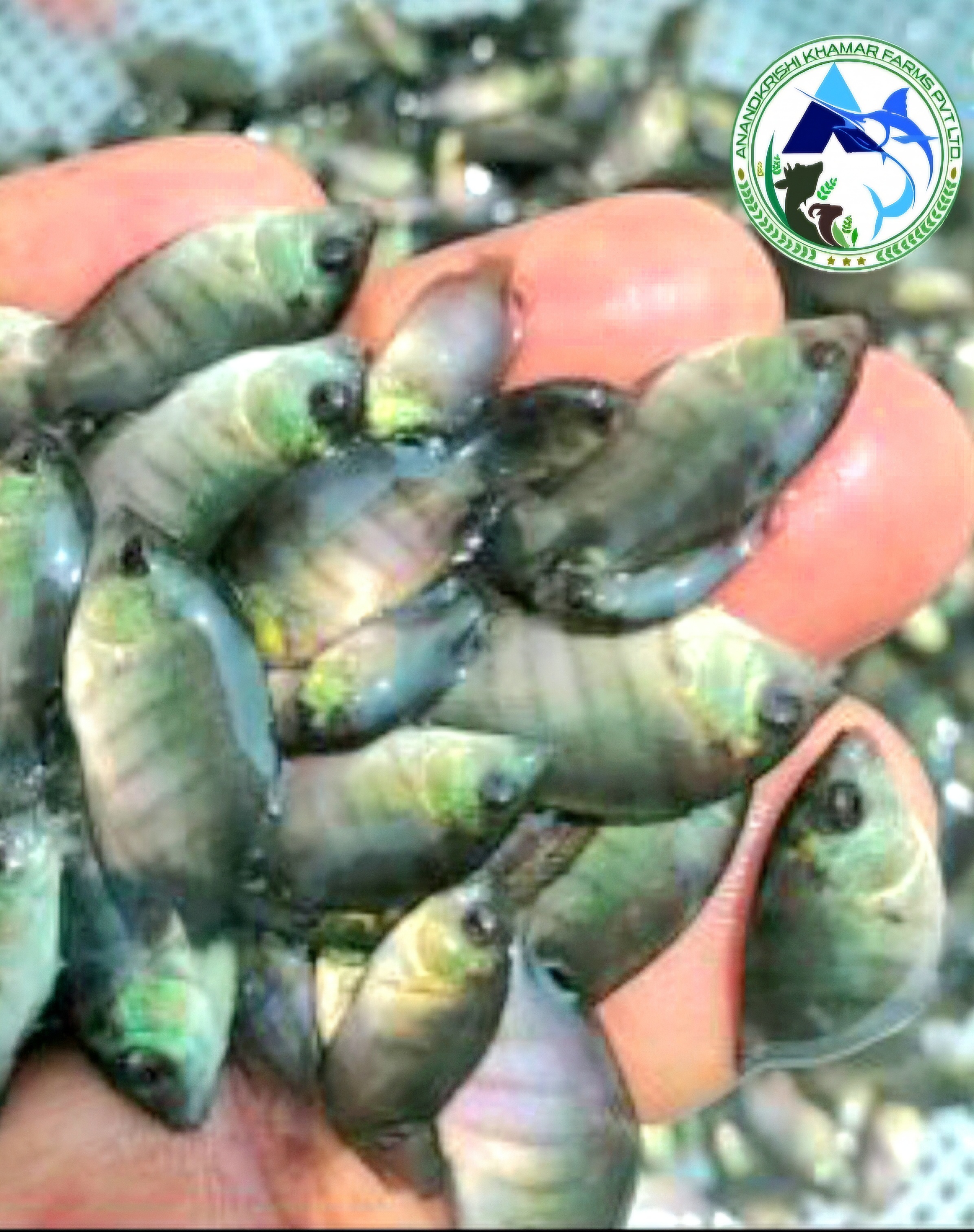 Pearl Spot Karimeen Fish Seeds