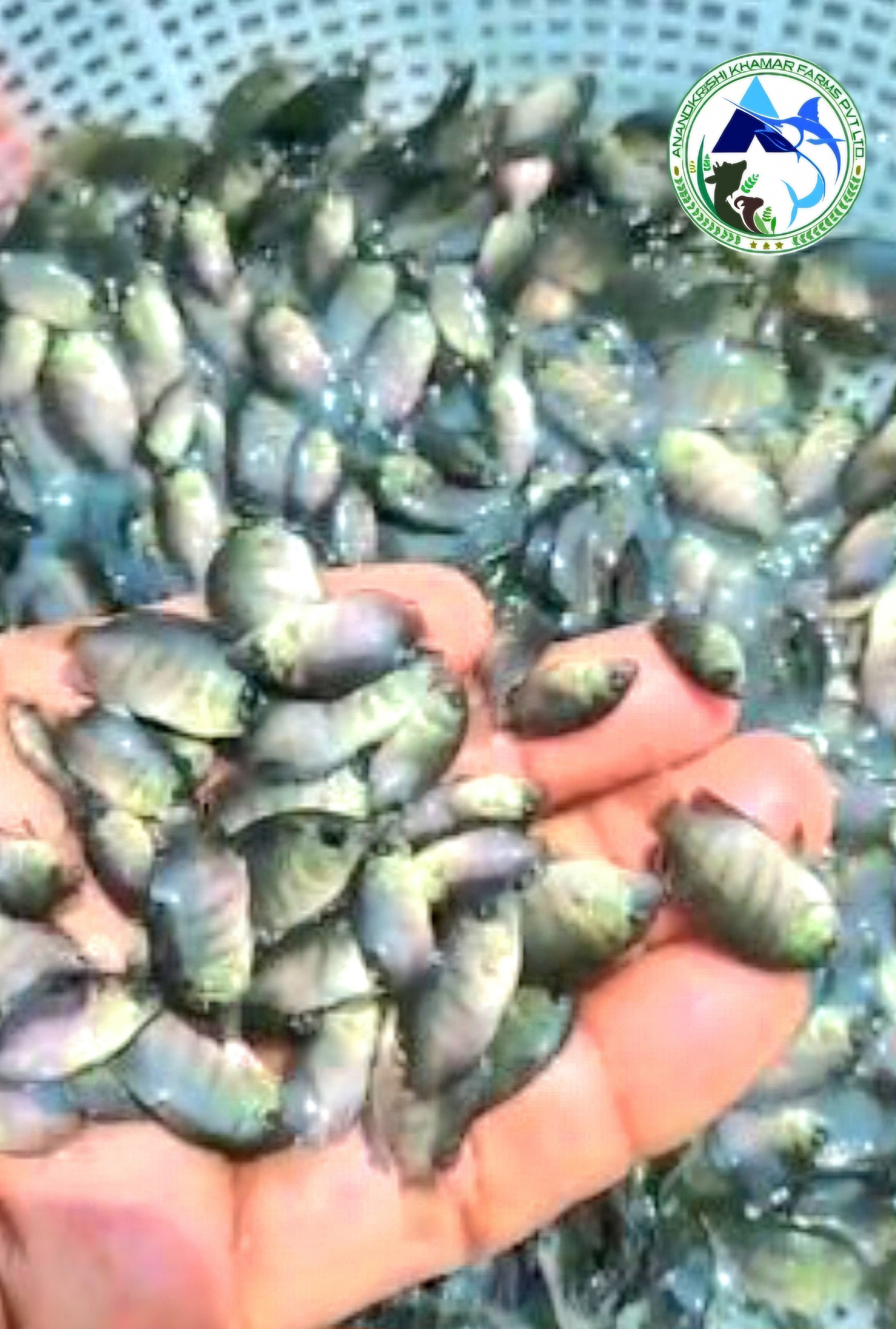 Pearl Spot Karimeen Fish Seeds
