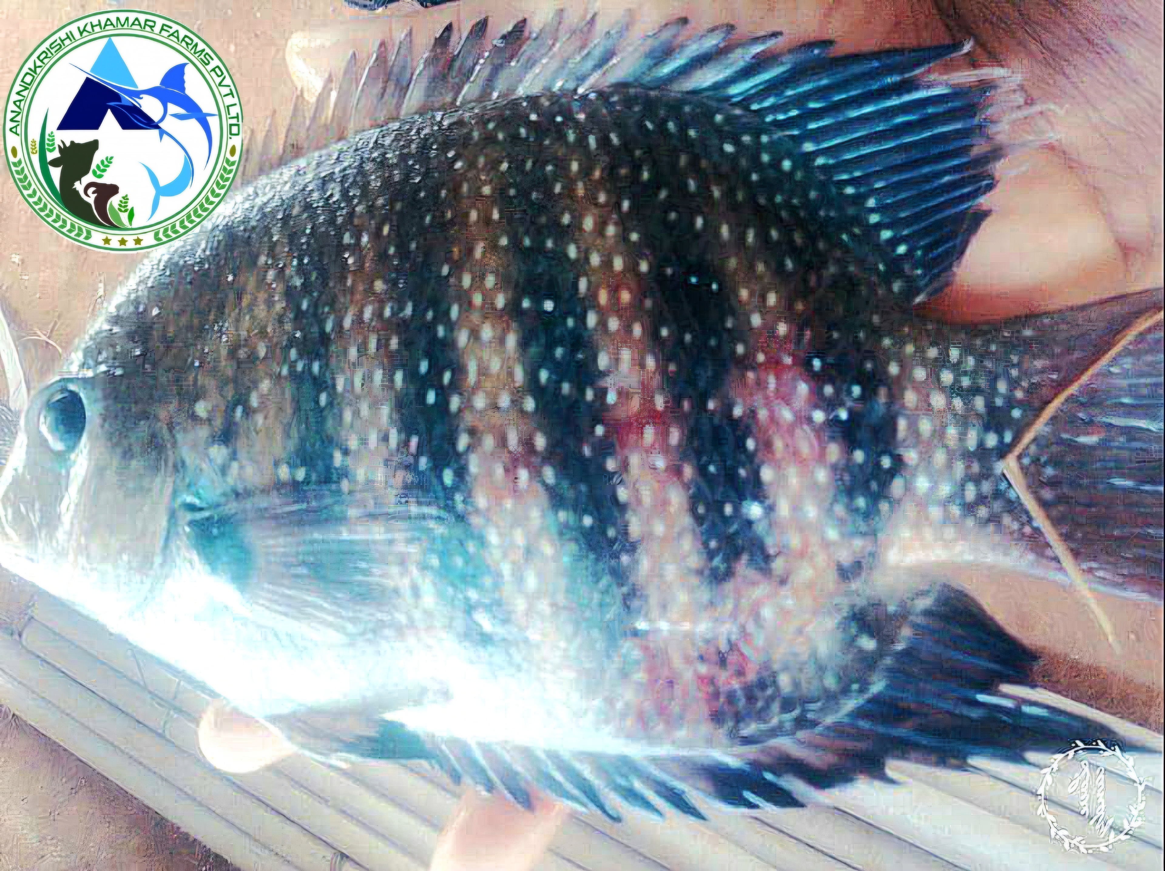 Pearl Spot Karimeen Fish Seeds