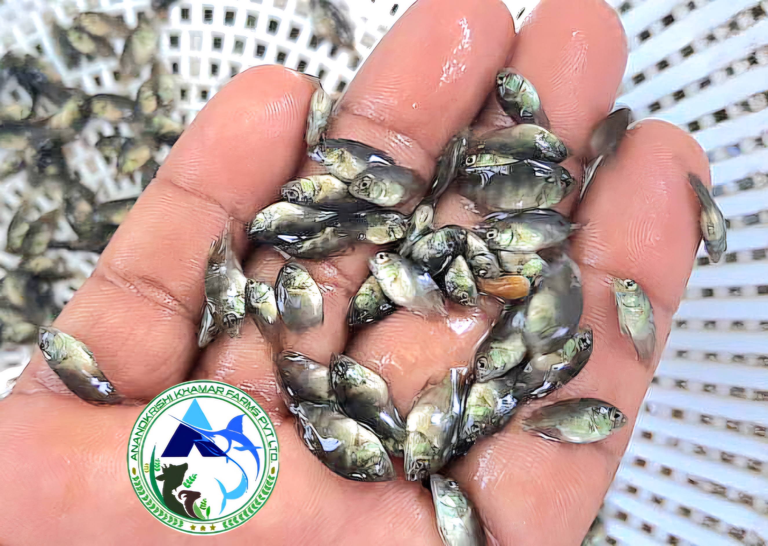 Pearl Spot Karimeen Fish Seeds