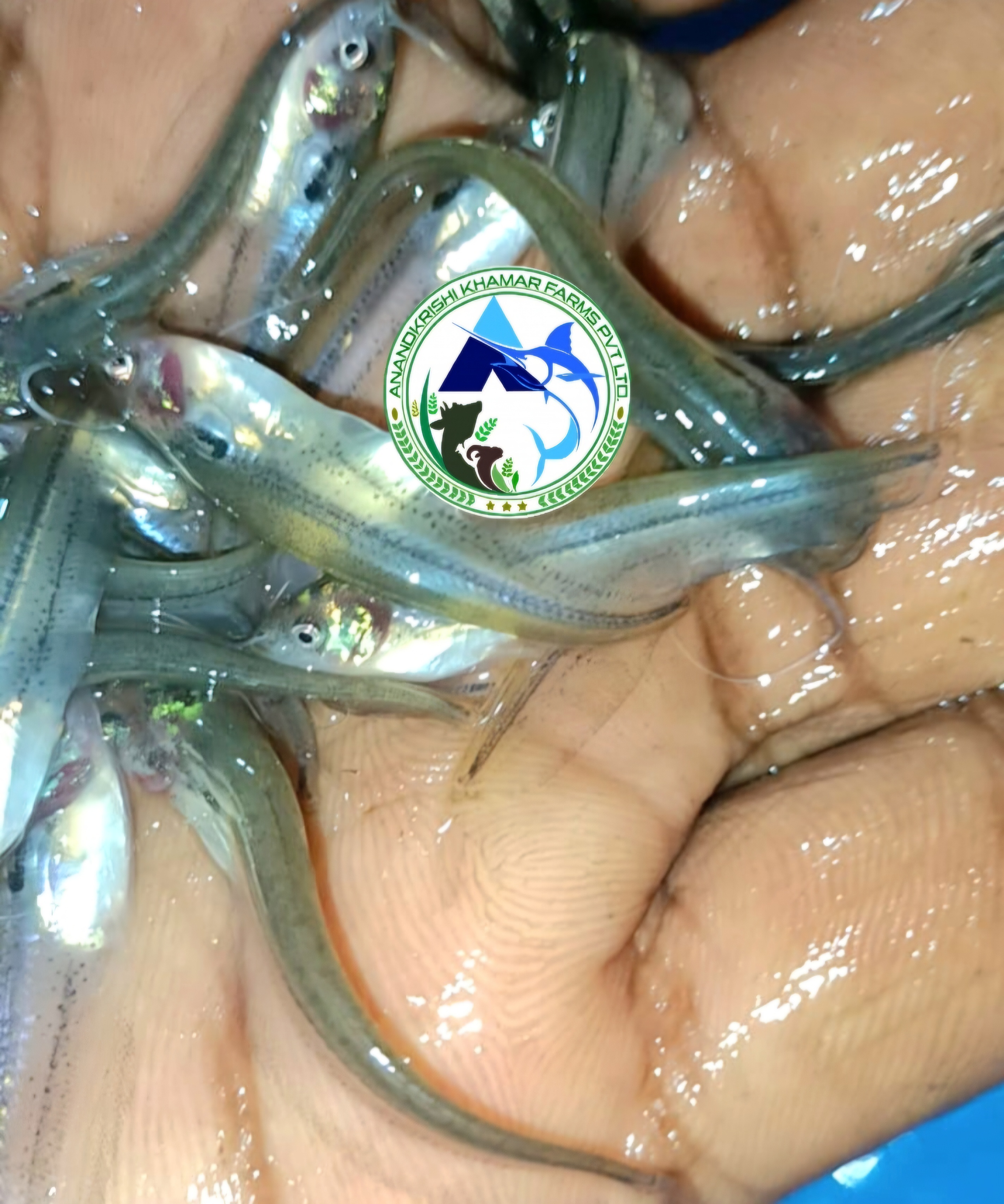 Pabda Fish Seed