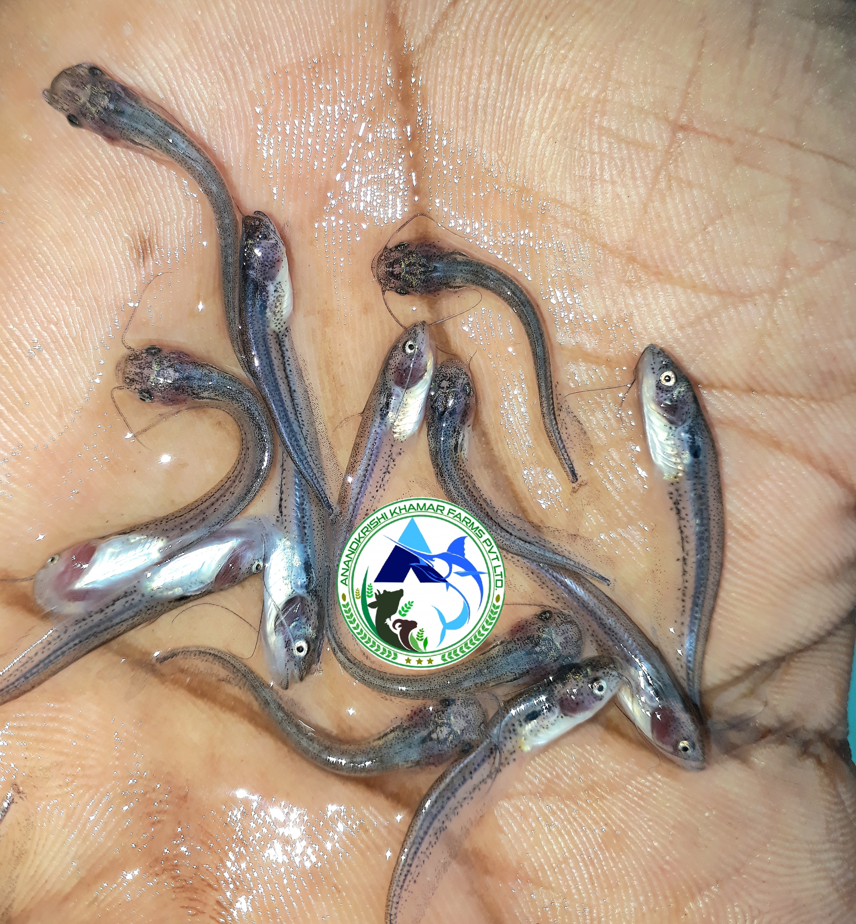Pabda Fish Seed