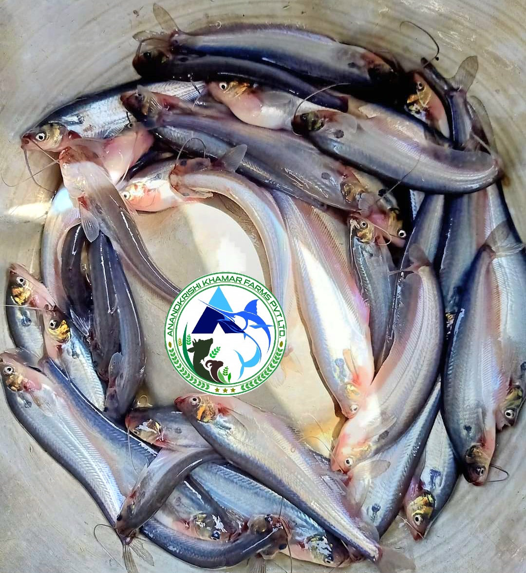 Pabda Fish Seed