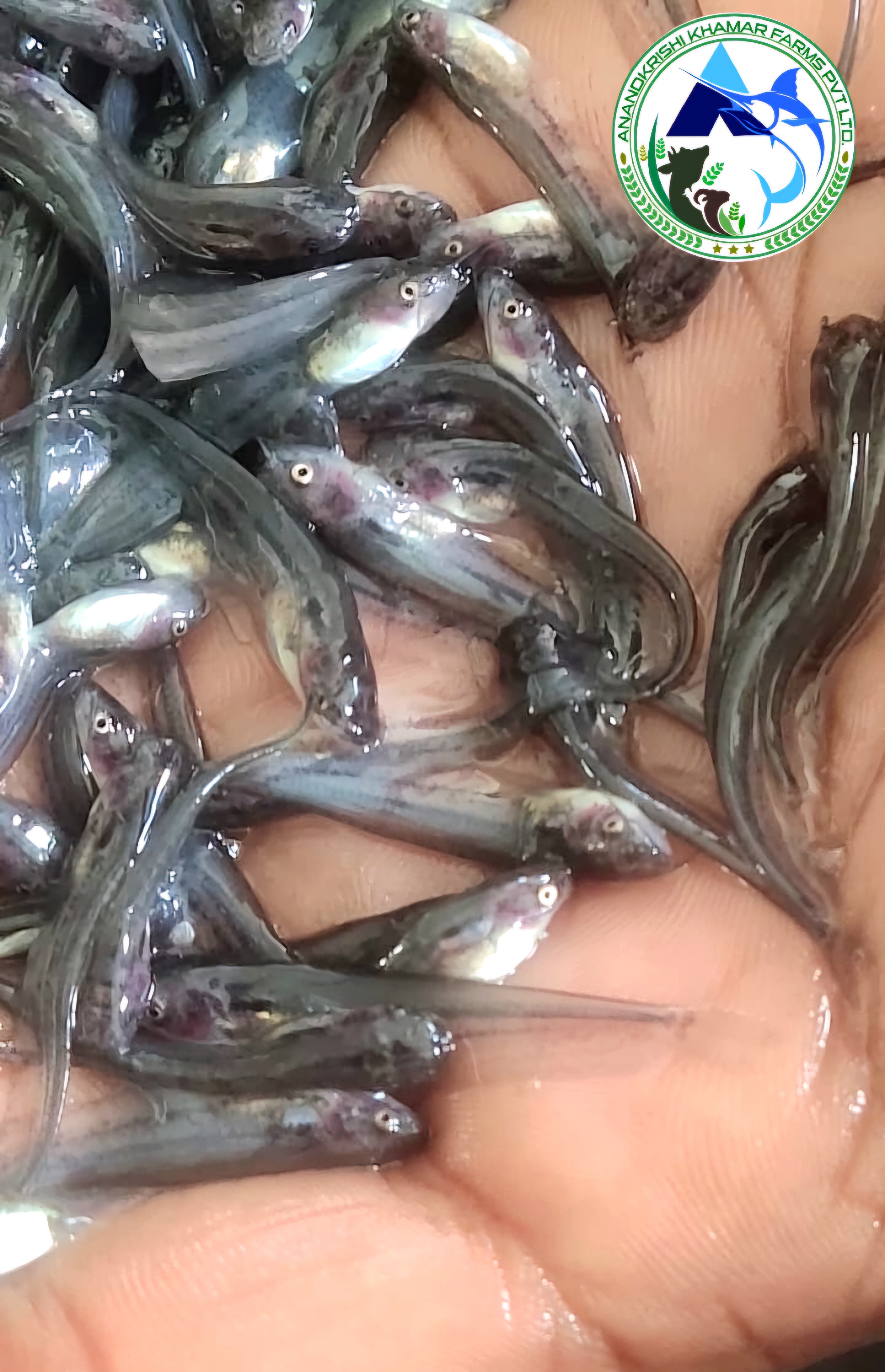 Pabda Fish Seed