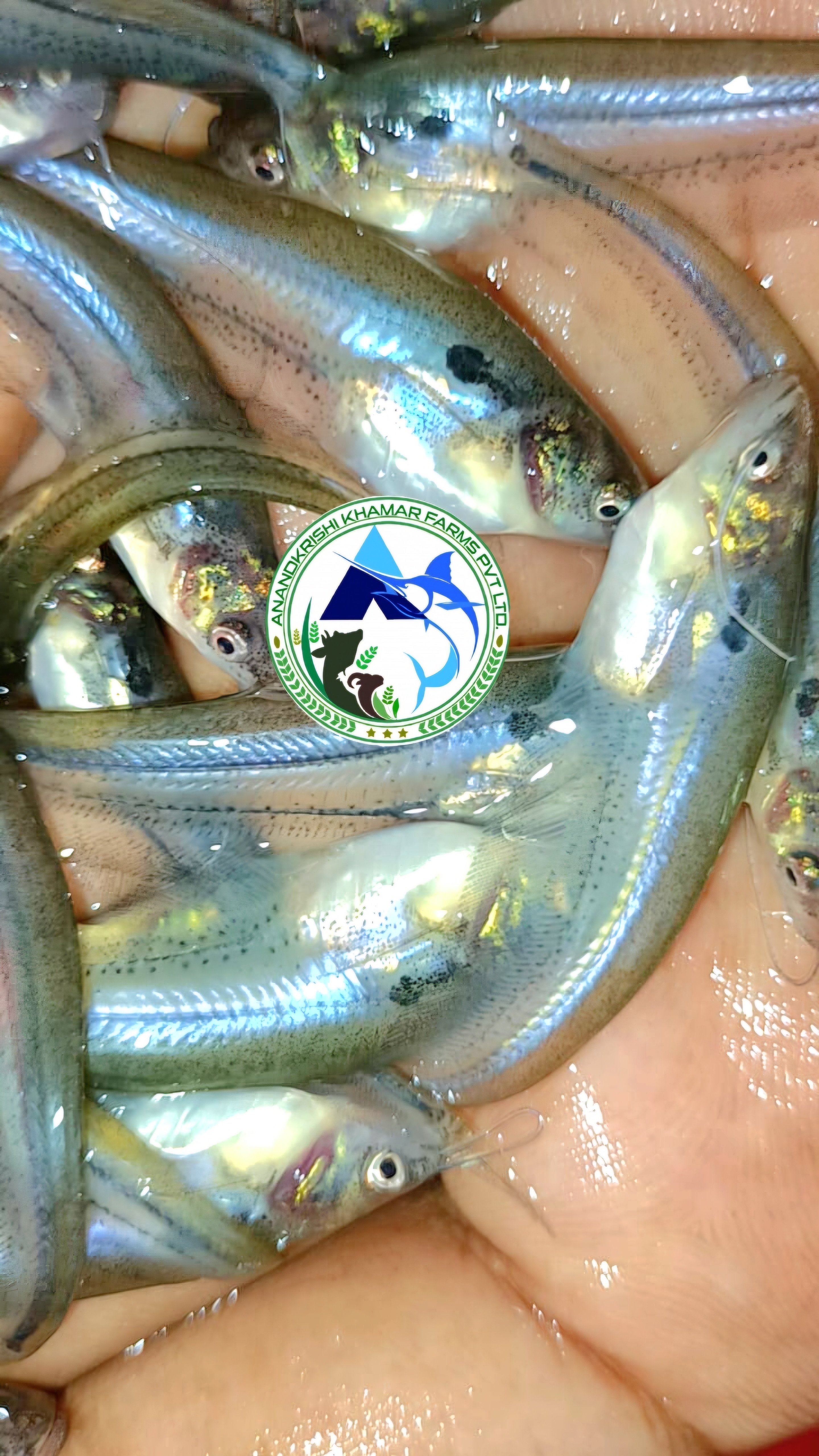 Pabda Fish Seed