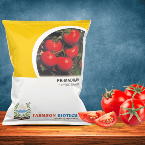 Madhav Tomato Seeds Hybrid F1 - Color: Uniform Green To Red