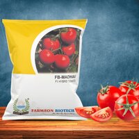 Madhav Tomato Seeds Hybrid F1 - Color: Uniform Green To Red