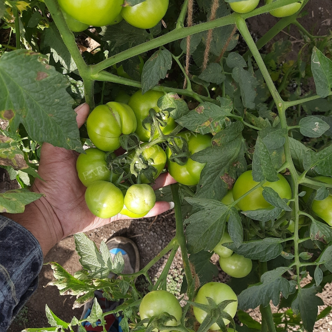 Madhav tomato seeds Hybrid f1