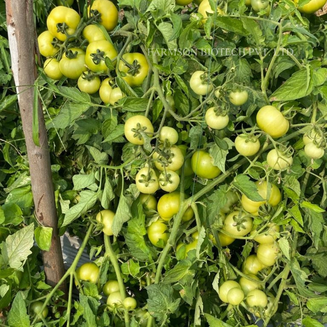 Madhav tomato seeds Hybrid f1