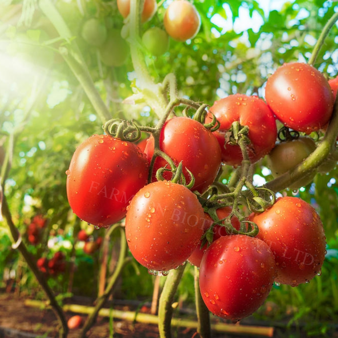 Hybrid Vegetable Tomato Seeds -Rasika F1 - Color: Attractive Deep Red And Glossy