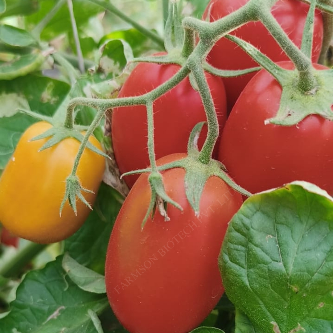 Hybrid Vegetable Tomato Seeds -Rasika F1 - Color: Attractive Deep Red And Glossy