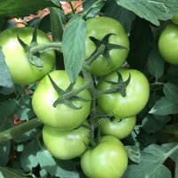 jambo tomato seeds in vegetable seeds FB-Tomato Hybrid F1