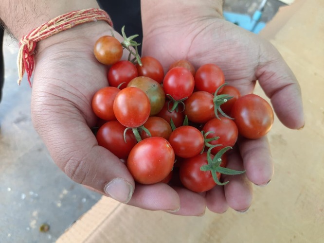 Cherry Tomato Seeds -Red Pearl Round Hybrid F1 - Color: Bright Red Color