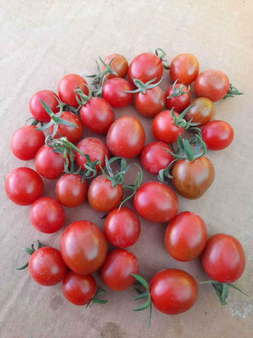 Cherry Tomato Seeds -Red Pearl Round Hybrid F1 - Color: Bright Red Color