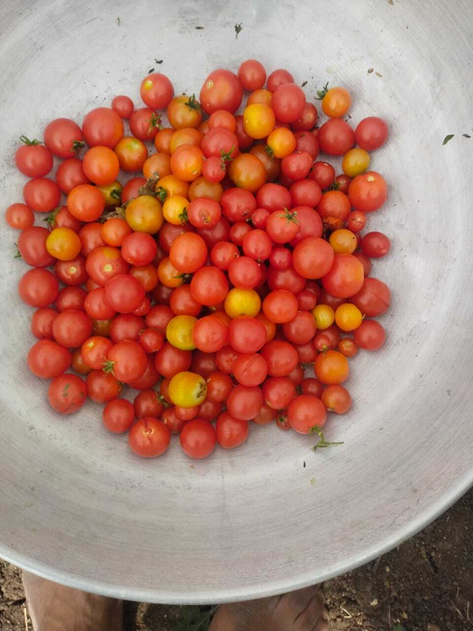 Cherry Tomato Seeds -Red Pearl Round Hybrid F1 - Color: Bright Red Color