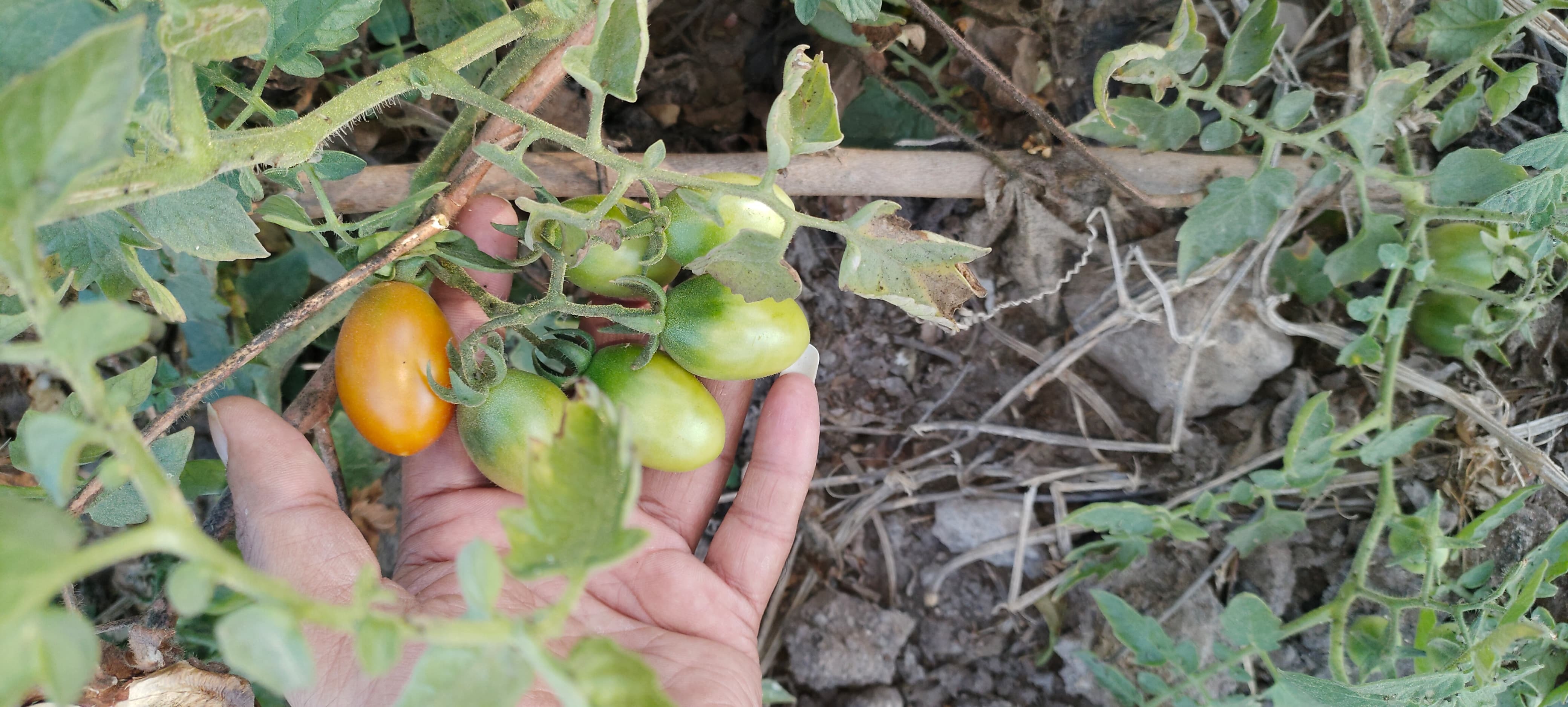Red Bullet Tomato Seeds Fb-red Bullet Hybrid Seeds F1 - Cultivation Type: Common