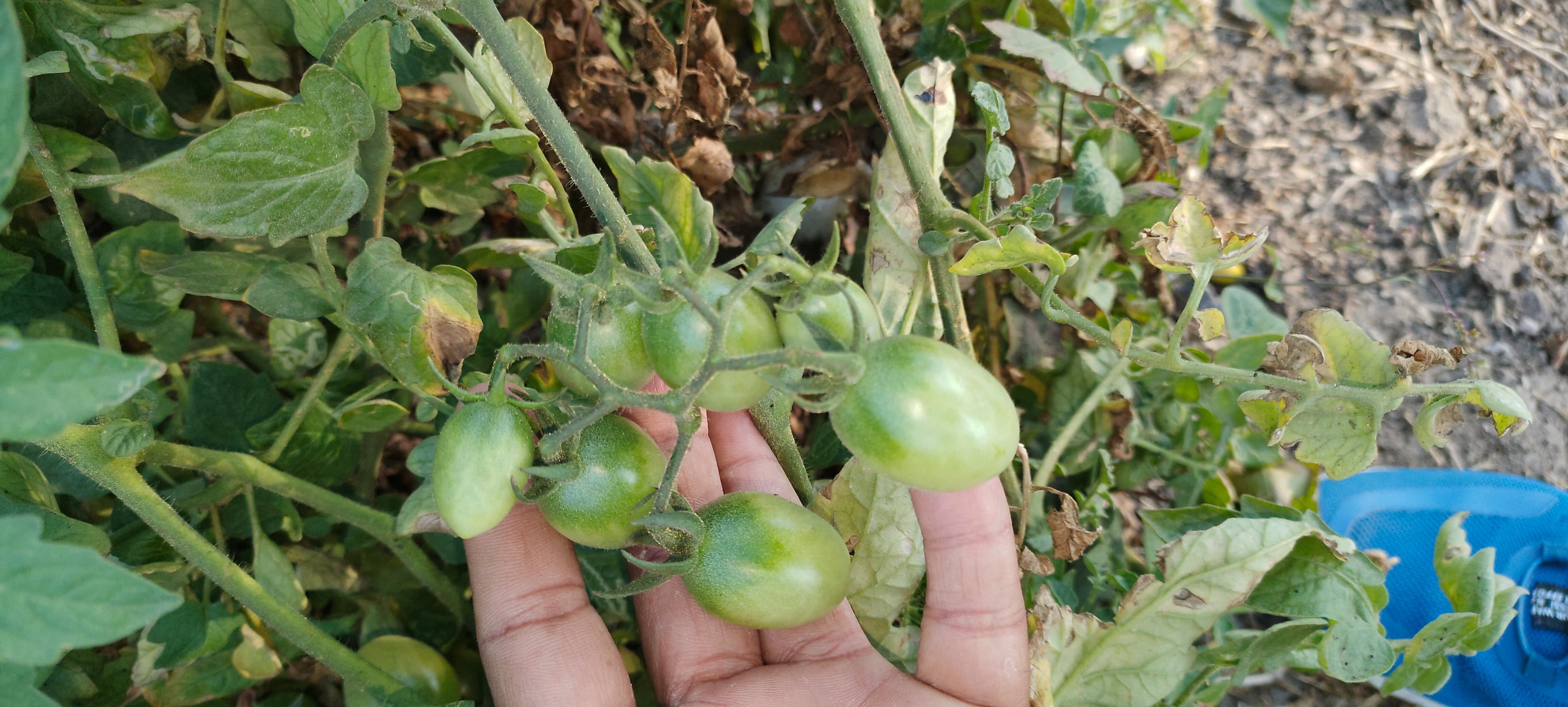 Red Bullet Tomato Seeds -Red Bullet Hybrid Seeds F1 - Cultivation Type: Common