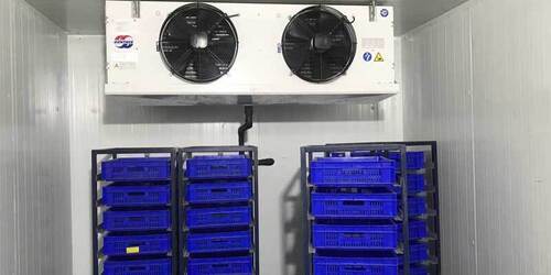 Plasma Freezer - Capacity: As Per Requirement Kg