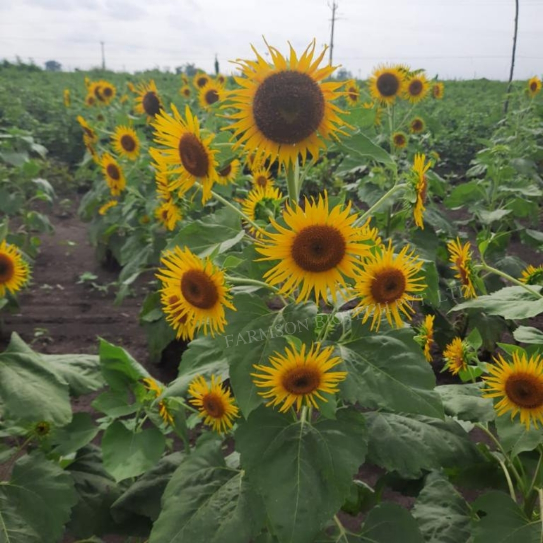 Hybrid Sunflower Seeds For Agriculture -Bhaskar F1 - Cultivation Type: Common