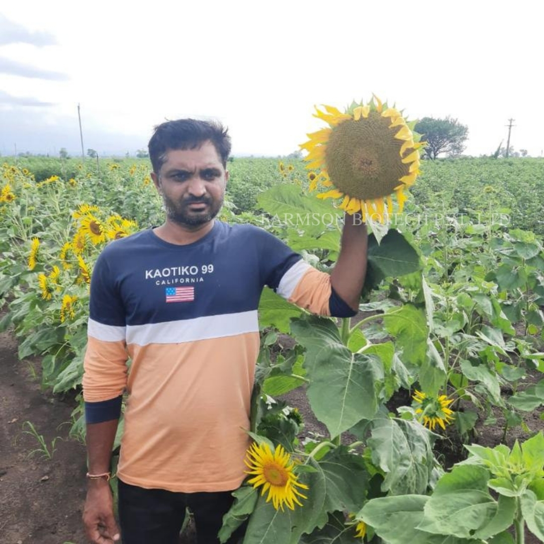 Hybrid Sunflower Seeds For Agriculture -Bhaskar F1 - Cultivation Type: Common
