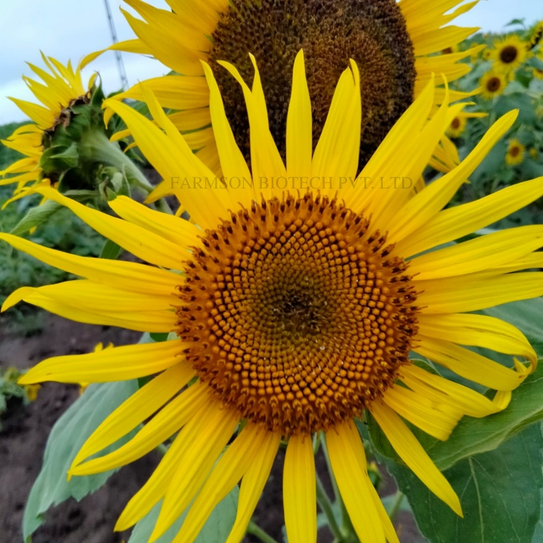 Hybrid Sunflower Seeds For Agriculture -Bhaskar F1 - Cultivation Type: Common
