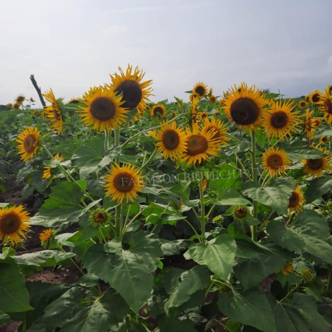 Hybrid Sunflower Seeds For Agriculture -Bhaskar F1 - Cultivation Type: Common