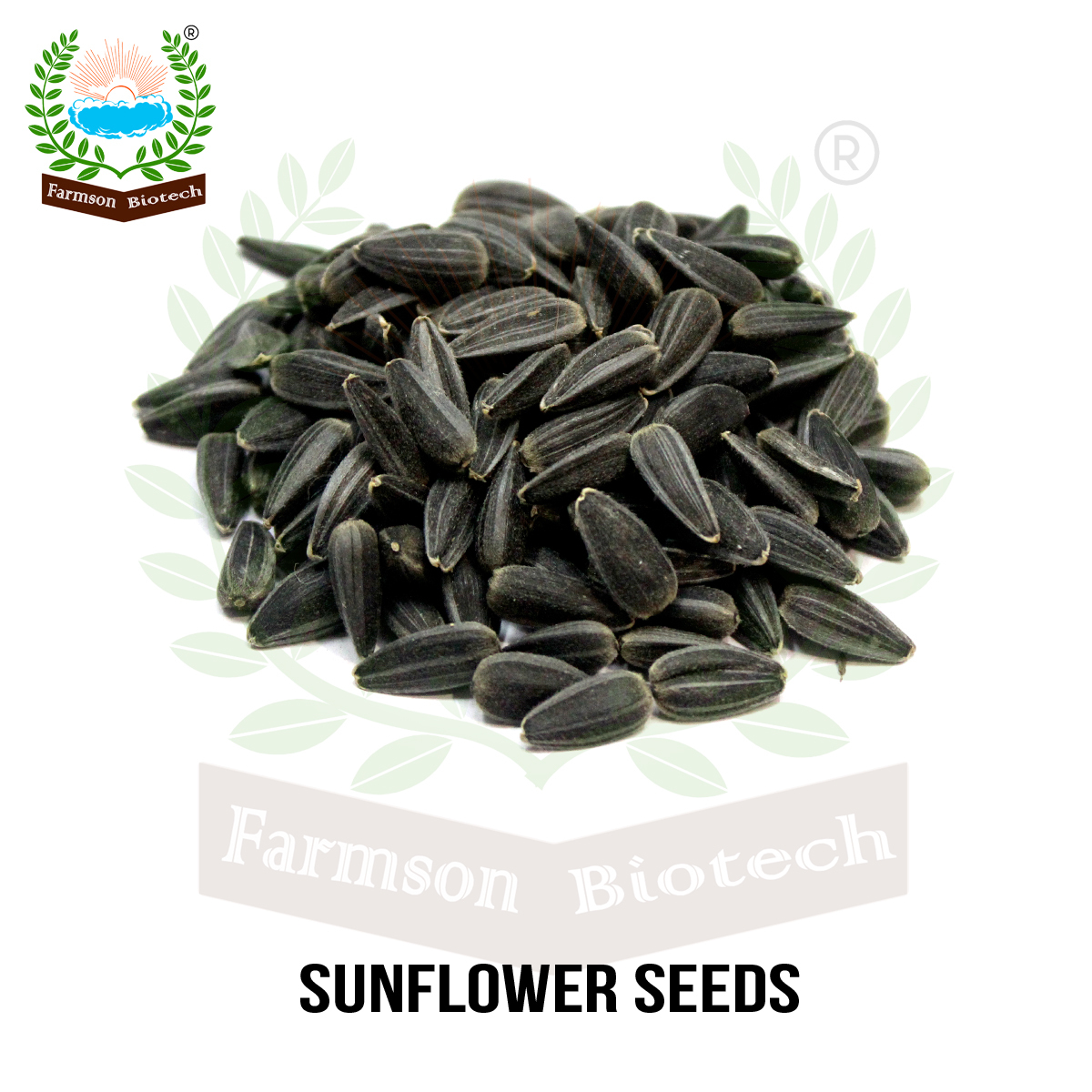 Hybrid Sunflower Seeds For Agriculture -Bhaskar F1 - Cultivation Type: Common