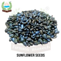 Black Sunflower seeds FB-Sun 777 Hybrid F1