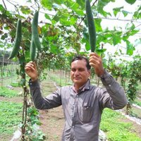 Dark green sponge gourd seeds FB-Prabhas F1 hybrid